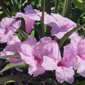 Katie Pink Dwarf Ruellia, Dwarf Mexican Petunia, Desert Petunia, Mexican Blue Bells, Florida Bluebells