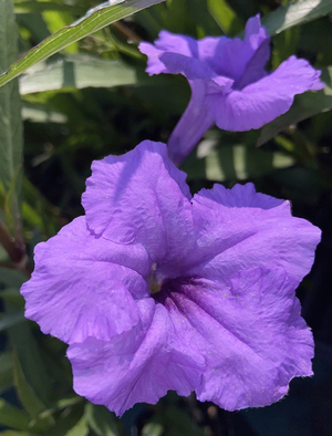Mayan™ Purple Mexican Petunia, Desert Petunia, Florida Bluebells, Mexican Bluebells