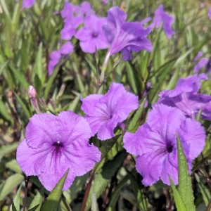 Purple Showers Mexican Petunia, Desert Petunia, Florida Bluebells, Mexican Bluebells