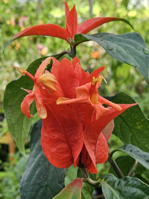 Peruvian Wild Petunia, Lobster Claw, Red Shrimp Plant, Fire Shrimp Plant, Colorama, Brazilian Flame Tree