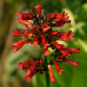 Red Rocket, Leafy Coral Blow