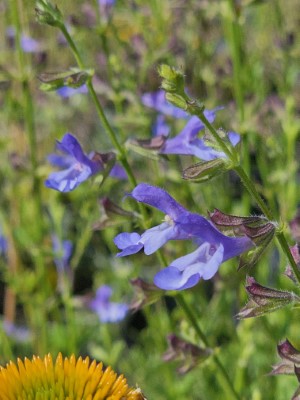 African Sky Salvia