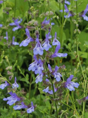 African Sky Salvia