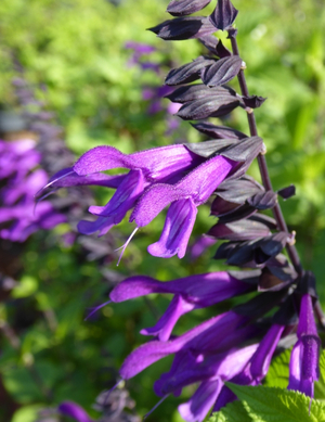 Amistad Salvia, Friendship Sage