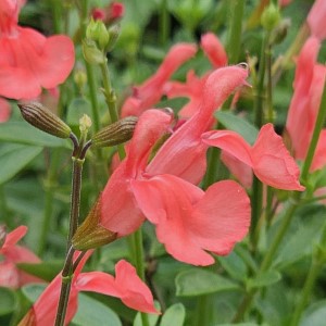 Apricot Spring Salvia