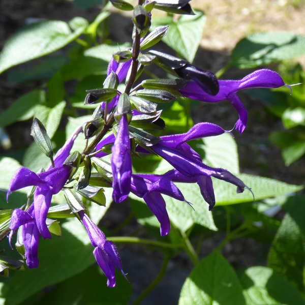 Betsy's Choice Salvia, Sage