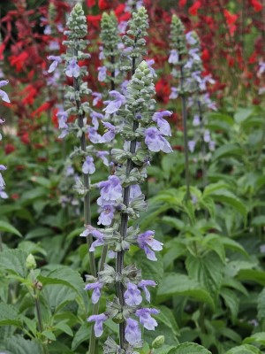 Blue Chill Salvia, Sage