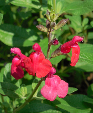 Cherry Queen Salvia