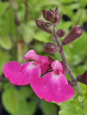 Cool Pink Salvia, Mountain Sage, Little Leaf Sage, Baby Sage, Graham's Sage, Black Currant Sage