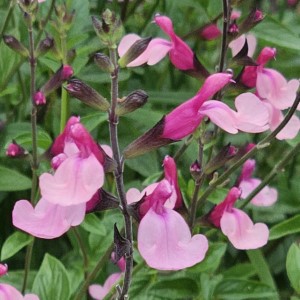 Cuello Pink Salvia