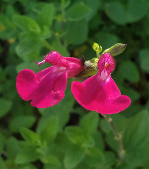 Dayglow Salvia, Autumn Sage