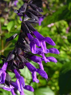 Electric Purple Salvia, Sage