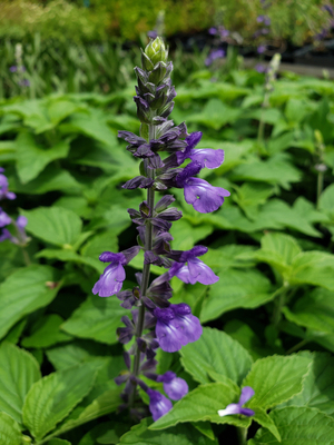 Indigo Spires Salvia