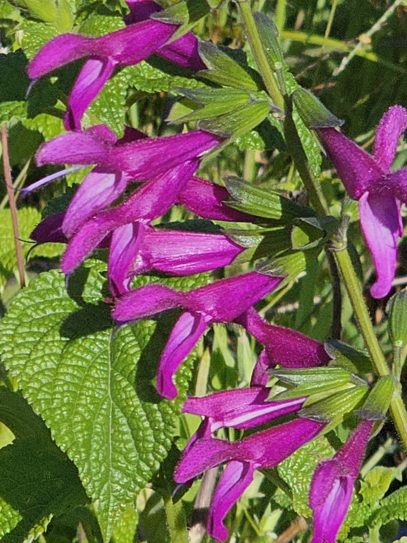 Jean's Jewel Salvia, Anise Sage