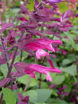 Love and Wishes Salvia
