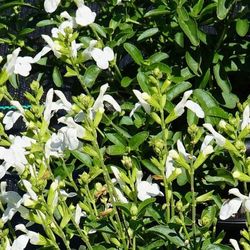 Mirage™ White Salvia, Autumn Sage