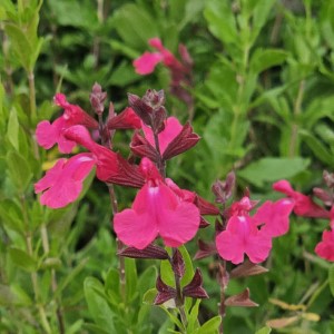 Naturally Fuchsia Salvia, Jame Sage
