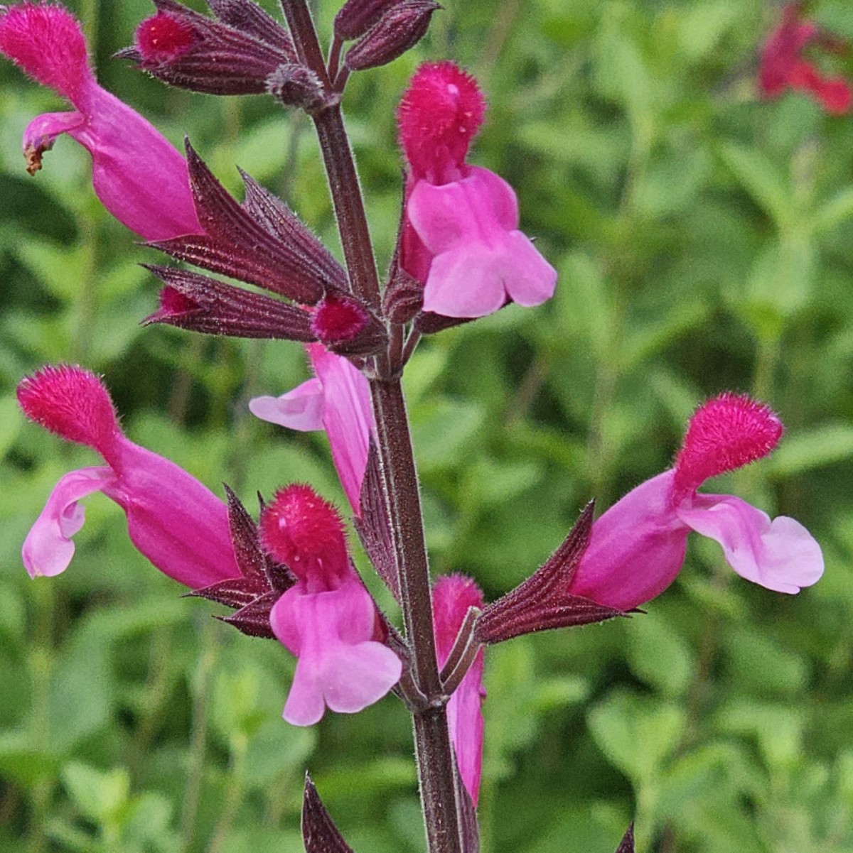 Pink Mulberry Salvia, Sage