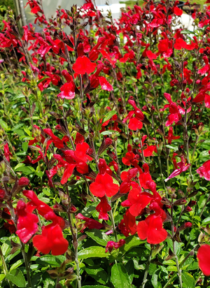 Radio Red Autumn Sage, Cherry Sage, Texas Sage, Gregg's Sage, Salvia