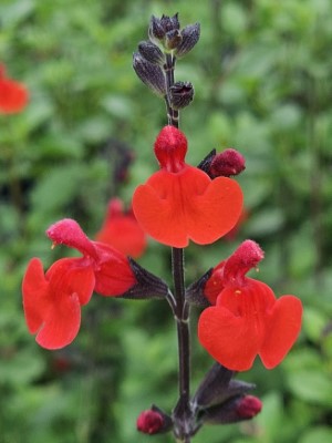 Royal Bumble Salvia, Littleleaf Sage
