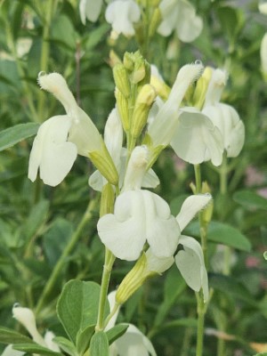 Vanilla Cream Salvia, Jame Sage