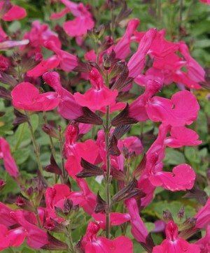 VISIONAL® Pink Salvia, Jame Sage