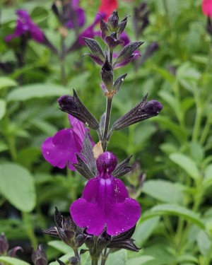VISIONAL® Purple Improved Salvia, Jame Sage