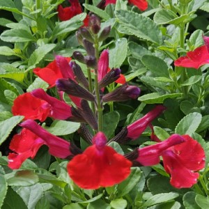 VISIONAL® Wine Red Salvia, Jame Sage