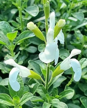 White Full Moon Salvia, Jame Sage
