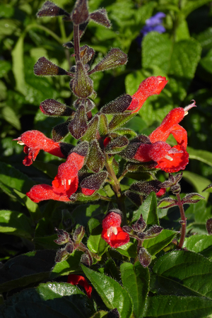 Diablo Eyelash-Leaved Sage, Salvia