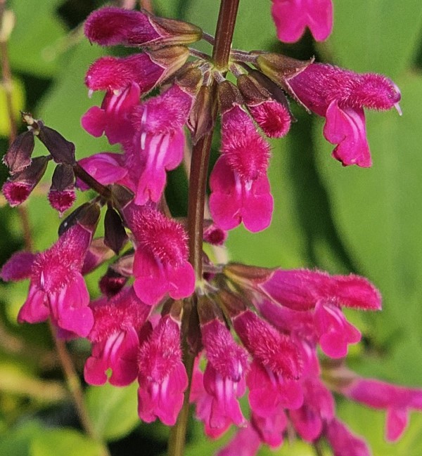 Chiapas Sage, Meadow Sage
