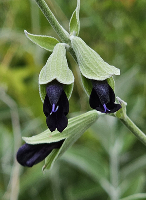 Andean Silver-Leaf Sage, Peruvian Sage, Concolor Sage