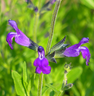 Nuevo Leon Purple Autumn Sage, Cherry Sage, Texas Sage, Gregg's Sage