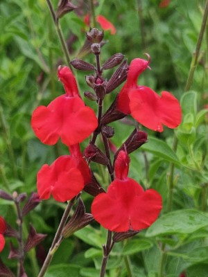 Furman's Red Autumn Sage, Cherry Sage, Texas Sage, Gregg's Sage