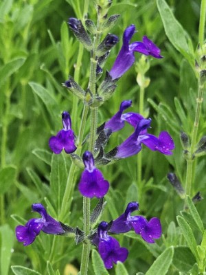 Nuevo Leon Purple Autumn Sage, Cherry Sage, Texas Sage, Gregg's Sage