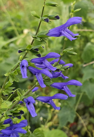 Van Remsen Salvia, Anise Sage