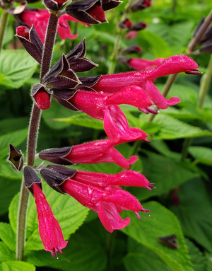 Amante Salvia, Sage