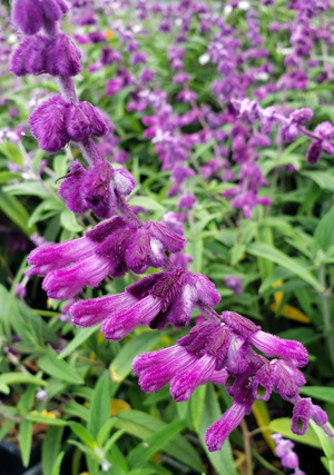 Midnight Mexican Bush Sage, All Purple Mexican Bush Sage