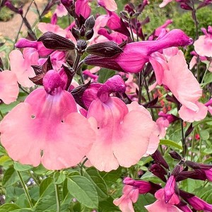 MELBA MAGIC® Peach Melba Salvia, Mountain Sage, Little Leaf Sage, Baby Sage, Graham's Sage, Black Currant Sage