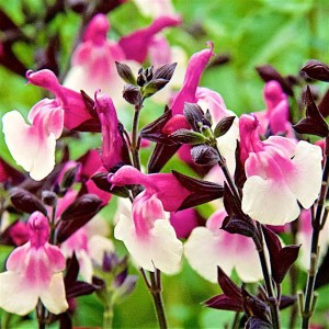 MELBA MAGIC® Raspberry Melba Salvia, Mountain Sage, Little Leaf Sage, Baby Sage, Graham's Sage, Black Currant Sage