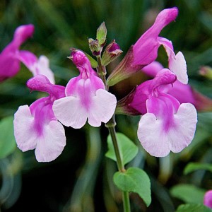 MELBA MAGIC® Strawberry Melba Salvia, Mountain Sage, Little Leaf Sage, Baby Sage, Graham's Sage, Black Currant Sage