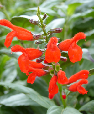 Belize Sage, Smooth-leaf Sage, Misty Mountain Sage, Salvia