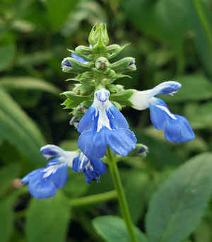 Bog Sage, Blue Spike Sage