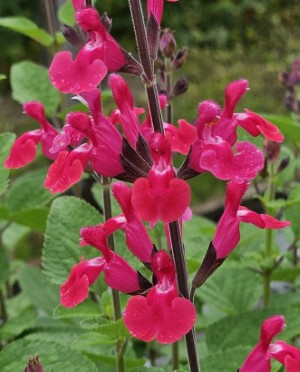 Pink Pong Salvia, Autumn Sage