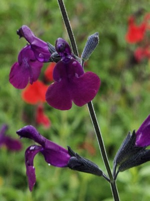 Nachtvlinder Salvia, Autumn Sage