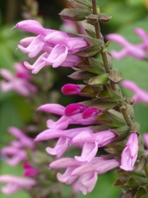 Pink Amistad Salvia, Friendship Sage