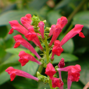 Red Fountains Skullcap, Hummingbird Plant, Trailing Skullcap