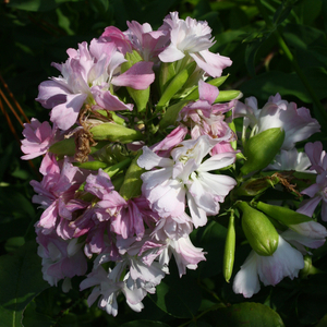 Double Pink Soapwort, Bouncingbet, Mock Gillyflower
