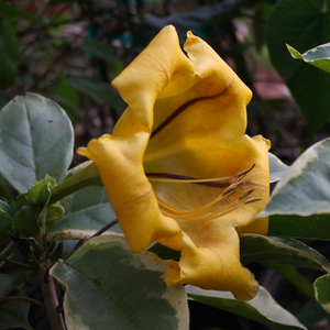 Variegated Cup of Gold Vine