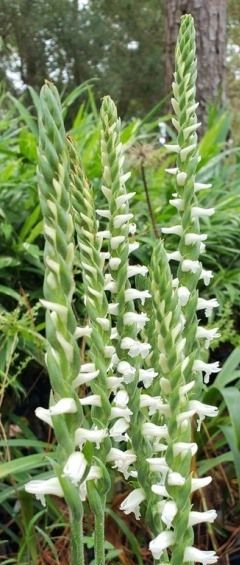 Chadd's Ford Fragrant Lady's Tresses Orchid, Marsh Lady's Tresses